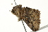  ( - BIOUG02085-B02)  @13 [ ] CreativeCommons - Attribution (2012) CBG Photography Group Centre for Biodiversity Genomics