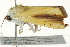  ( - BIOUG02085-B11)  @12 [ ] CreativeCommons - Attribution (2012) CBG Photography Group Centre for Biodiversity Genomics
