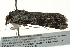  (Hypotacha retracta - BIOUG02085-C05)  @13 [ ] CreativeCommons - Attribution (2012) CBG Photography Group Centre for Biodiversity Genomics