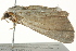  ( - BIOUG02085-C11)  @12 [ ] CreativeCommons - Attribution (2012) CBG Photography Group Centre for Biodiversity Genomics
