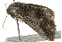  ( - BIOUG02085-E07)  @13 [ ] CreativeCommons - Attribution (2012) CBG Photography Group Centre for Biodiversity Genomics