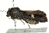  ( - BIOUG02085-E12)  @12 [ ] CreativeCommons - Attribution (2012) CBG Photography Group Centre for Biodiversity Genomics