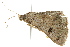 ( - BIOUG02085-F01)  @13 [ ] CreativeCommons - Attribution (2012) CBG Photography Group Centre for Biodiversity Genomics