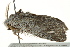  ( - BIOUG02085-F02)  @12 [ ] CreativeCommons - Attribution (2012) CBG Photography Group Centre for Biodiversity Genomics