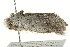  ( - BIOUG02085-F03)  @12 [ ] CreativeCommons - Attribution (2012) CBG Photography Group Centre for Biodiversity Genomics