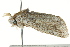 ( - BIOUG02085-F05)  @12 [ ] CreativeCommons - Attribution (2012) CBG Photography Group Centre for Biodiversity Genomics