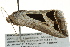  ( - BIOUG02085-F09)  @12 [ ] CreativeCommons - Attribution (2012) CBG Photography Group Centre for Biodiversity Genomics