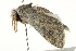  ( - BIOUG02085-F11)  @12 [ ] CreativeCommons - Attribution (2012) CBG Photography Group Centre for Biodiversity Genomics