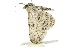  ( - BIOUG02085-G04)  @12 [ ] CreativeCommons - Attribution (2012) CBG Photography Group Centre for Biodiversity Genomics