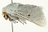  (Bombycomorpha pallida - BIOUG02085-G06)  @13 [ ] CreativeCommons - Attribution (2012) CBG Photography Group Centre for Biodiversity Genomics