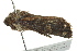  ( - BIOUG02085-G07)  @12 [ ] CreativeCommons - Attribution (2012) CBG Photography Group Centre for Biodiversity Genomics