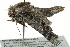  ( - BIOUG02085-H04)  @12 [ ] CreativeCommons - Attribution (2012) CBG Photography Group Centre for Biodiversity Genomics