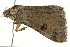  ( - BIOUG02085-H05)  @13 [ ] CreativeCommons - Attribution (2012) CBG Photography Group Centre for Biodiversity Genomics