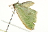  ( - BIOUG02085-H07)  @12 [ ] CreativeCommons - Attribution (2012) CBG Photography Group Centre for Biodiversity Genomics