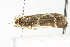  ( - BIOUG02064-C11)  @12 [ ] CreativeCommons - Attribution (2012) CBG Photography Group Centre for Biodiversity Genomics