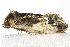  ( - BIOUG02064-E11)  @12 [ ] CreativeCommons - Attribution (2012) CBG Photography Group Centre for Biodiversity Genomics