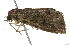  ( - BIOUG02081-B09)  @12 [ ] CreativeCommons - Attribution (2012) CBG Photography Group Centre for Biodiversity Genomics