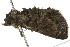  ( - BIOUG02081-C07)  @12 [ ] CreativeCommons - Attribution (2012) CBG Photography Group Centre for Biodiversity Genomics