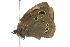  (Pseudonympha narycia - BIOUG02081-C12)  @12 [ ] CreativeCommons - Attribution (2012) CBG Photography Group Centre for Biodiversity Genomics