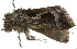  ( - BIOUG02081-D01)  @12 [ ] CreativeCommons - Attribution (2012) CBG Photography Group Centre for Biodiversity Genomics