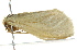  ( - BIOUG02081-E10)  @12 [ ] CreativeCommons - Attribution (2012) CBG Photography Group Centre for Biodiversity Genomics