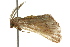  ( - BIOUG02081-F05)  @12 [ ] CreativeCommons - Attribution (2012) CBG Photography Group Centre for Biodiversity Genomics