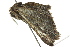  ( - BIOUG02081-H02)  @12 [ ] CreativeCommons - Attribution (2012) CBG Photography Group Centre for Biodiversity Genomics
