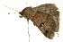  ( - BIOUG02086-A04)  @12 [ ] CreativeCommons - Attribution (2012) CBG Photography Group Centre for Biodiversity Genomics