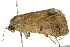  (Ophiusa selenaris - BIOUG02086-B05)  @13 [ ] CreativeCommons - Attribution (2012) CBG Photography Group Centre for Biodiversity Genomics