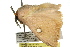  ( - BIOUG02086-B07)  @13 [ ] CreativeCommons - Attribution (2012) CBG Photography Group Centre for Biodiversity Genomics
