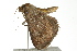  ( - BIOUG02086-B08)  @12 [ ] CreativeCommons - Attribution (2012) CBG Photography Group Centre for Biodiversity Genomics