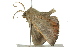  ( - BIOUG02086-D05)  @12 [ ] CreativeCommons - Attribution (2012) CBG Photography Group Centre for Biodiversity Genomics