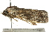  ( - BIOUG02086-E12)  @12 [ ] CreativeCommons - Attribution (2012) CBG Photography Group Centre for Biodiversity Genomics