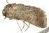  ( - BIOUG02086-F03)  @14 [ ] CreativeCommons - Attribution (2012) CBG Photography Group Centre for Biodiversity Genomics