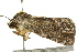  ( - BIOUG02086-F06)  @12 [ ] CreativeCommons - Attribution (2012) CBG Photography Group Centre for Biodiversity Genomics