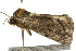  ( - BIOUG02086-F07)  @12 [ ] CreativeCommons - Attribution (2012) CBG Photography Group Centre for Biodiversity Genomics