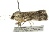  ( - BIOUG02086-G10)  @12 [ ] CreativeCommons - Attribution (2012) CBG Photography Group Centre for Biodiversity Genomics