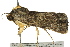  ( - BIOUG02086-G11)  @12 [ ] CreativeCommons - Attribution (2012) CBG Photography Group Centre for Biodiversity Genomics