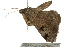  ( - BIOUG02086-G12)  @13 [ ] CreativeCommons - Attribution (2012) CBG Photography Group Centre for Biodiversity Genomics