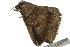  ( - BIOUG02086-H04)  @13 [ ] CreativeCommons - Attribution (2012) CBG Photography Group Centre for Biodiversity Genomics