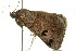  ( - BIOUG02086-H07)  @13 [ ] CreativeCommons - Attribution (2012) CBG Photography Group Centre for Biodiversity Genomics