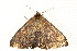  ( - BIOUG02087-F02)  @13 [ ] CreativeCommons - Attribution (2012) CBG Photography Group Centre for Biodiversity Genomics