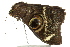  ( - BIOUG02087-G05)  @13 [ ] CreativeCommons - Attribution (2012) CBG Photography Group Centre for Biodiversity Genomics