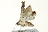  ( - BIOUG02087-G09)  @13 [ ] CreativeCommons - Attribution (2012) CBG Photography Group Centre for Biodiversity Genomics