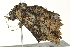  ( - BIOUG02087-G10)  @13 [ ] CreativeCommons - Attribution (2012) CBG Photography Group Centre for Biodiversity Genomics