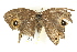  ( - BIOUG02087-G12)  @12 [ ] CreativeCommons - Attribution (2012) CBG Photography Group Centre for Biodiversity Genomics