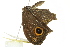  ( - BIOUG02087-H01)  @12 [ ] CreativeCommons - Attribution (2012) CBG Photography Group Centre for Biodiversity Genomics