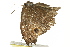  ( - BIOUG02087-H08)  @12 [ ] CreativeCommons - Attribution (2012) CBG Photography Group Centre for Biodiversity Genomics