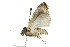  ( - BIOUG02092-A07)  @14 [ ] CreativeCommons - Attribution (2012) CBG Photography Group Centre for Biodiversity Genomics