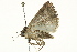  (Caradrina atriluna - BIOUG02092-C10)  @13 [ ] CreativeCommons - Attribution (2012) CBG Photography Group Centre for Biodiversity Genomics